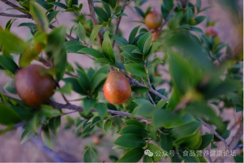 山茶花.jpg